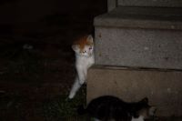 Kittens playing hide and seek